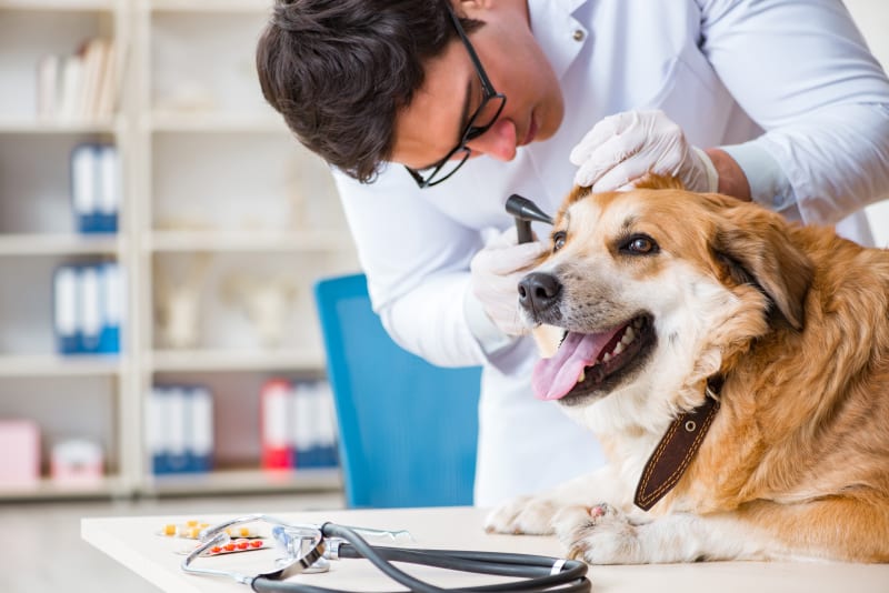 Regular Veterinary Visits for Dogs11