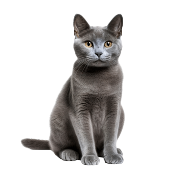 Russian Blue for cat AI