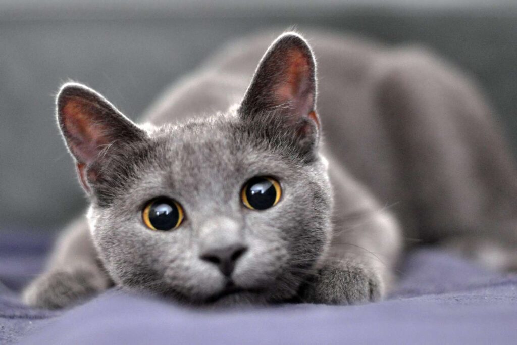 Russian Blue searchtrusted