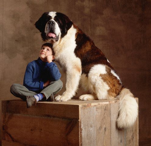 Saint Bernards f