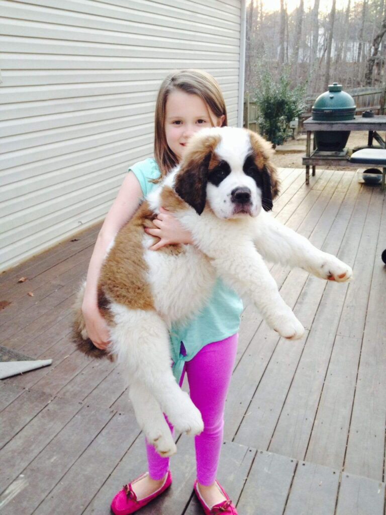 Saint Bernards s