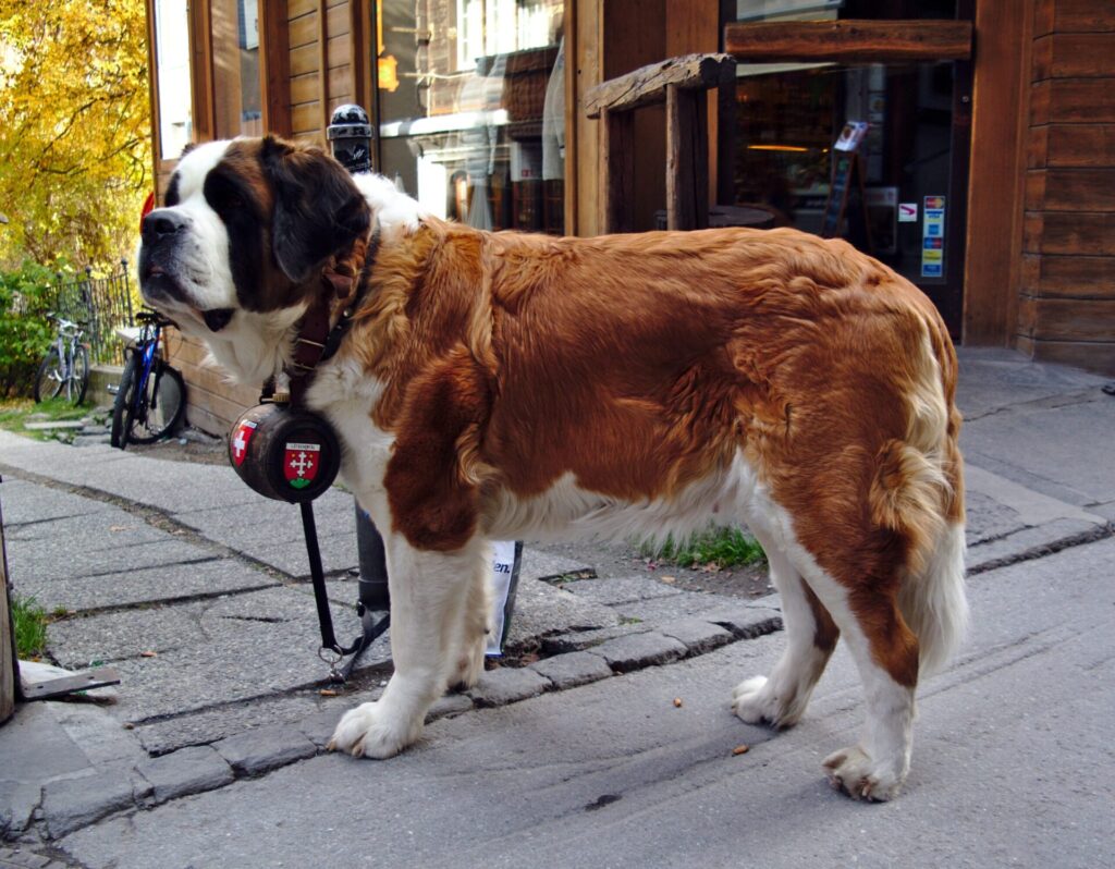 Saint Bernards v