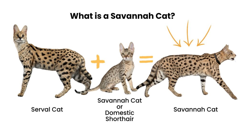 Savannah Cat