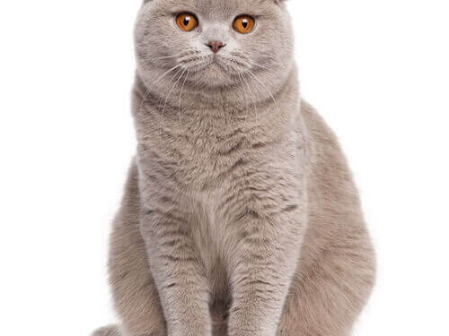 Scottish Fold Cat with Unique Ears and Big Eyes