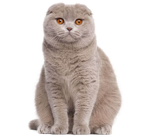 Scottish Fold Cat with Unique Ears and Big Eyes