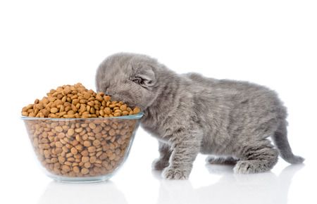 Selecting the Best Cat Foods