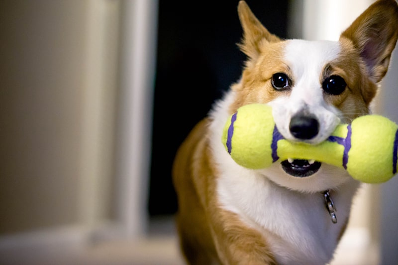 Selecting the Right Toy for Your Dog