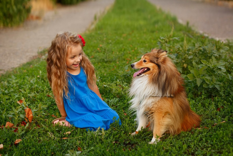 Sheltie (Shetland Sheepdog) for kids