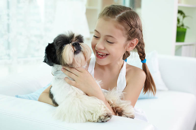 Shih Tzu for kids