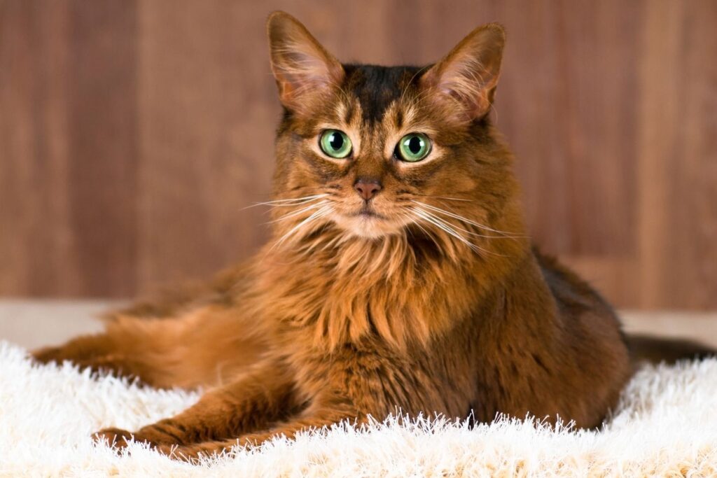 Somali Cats