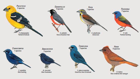 Special Considerations for Different Bird Species