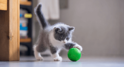 Techniques for Effective Kitten Training