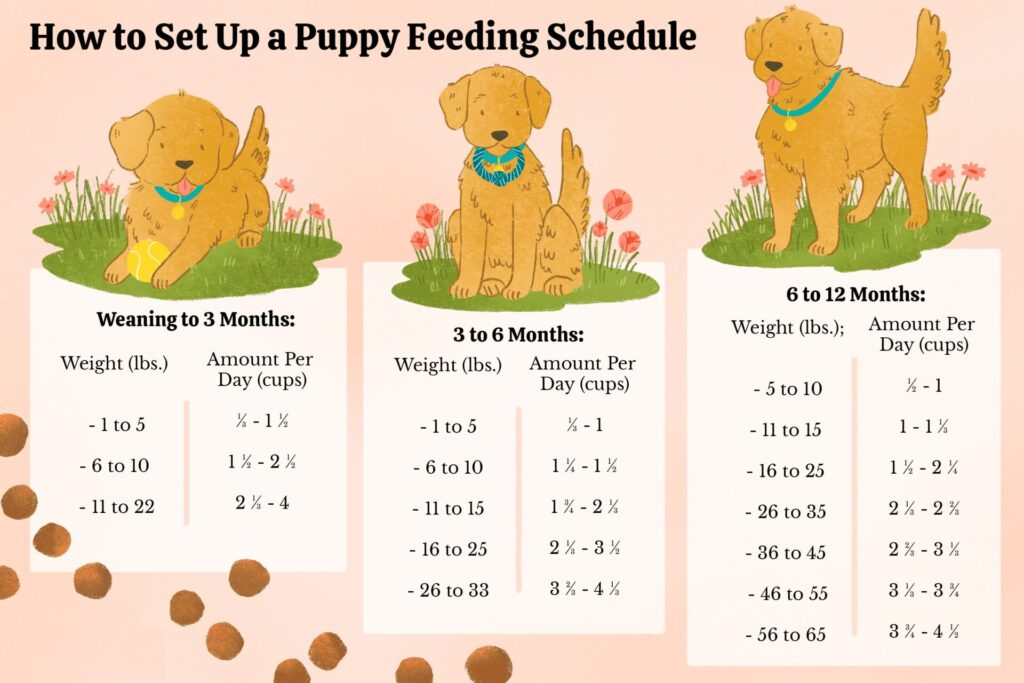 Best Diet for Newborn Puppies