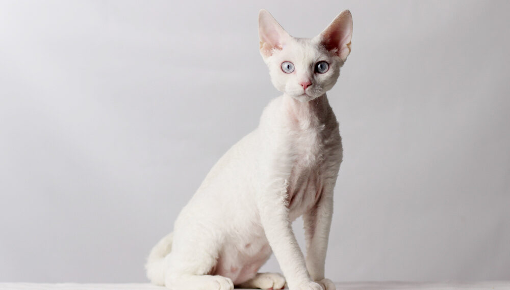 Funny,Cat,Breed,Devon,Rex,Sitting,On,A,White,Background