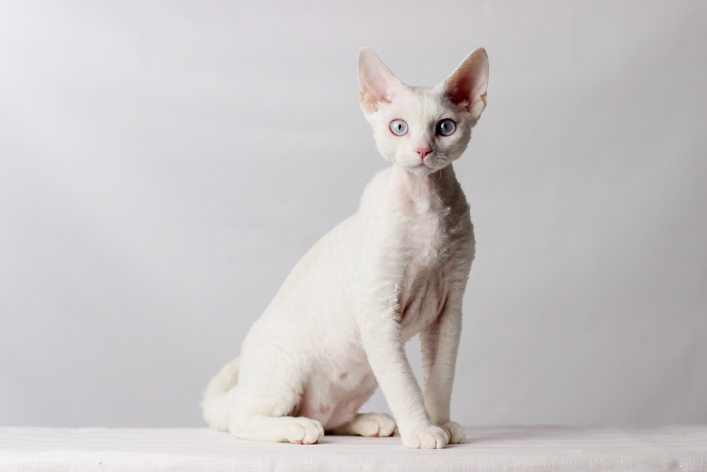 Funny,Cat,Breed,Devon,Rex,Sitting,On,A,White,Background