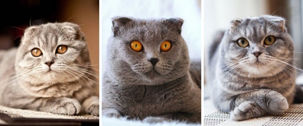 The Gentle and Adaptable Scottish Fold