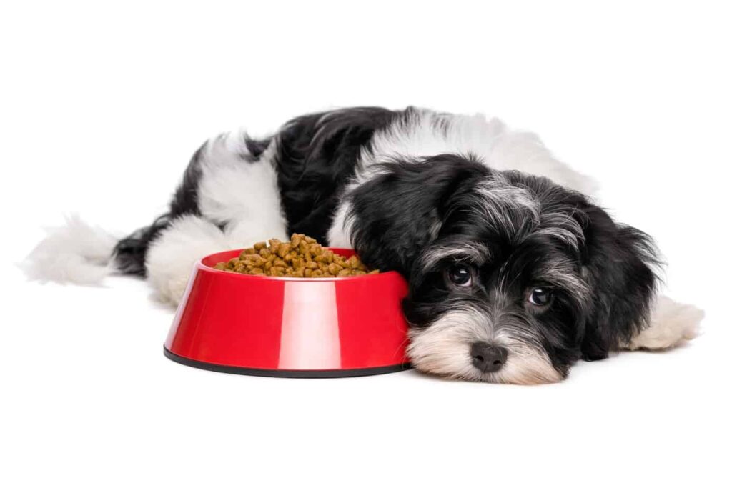 The Importance of a Balanced Diet for dog