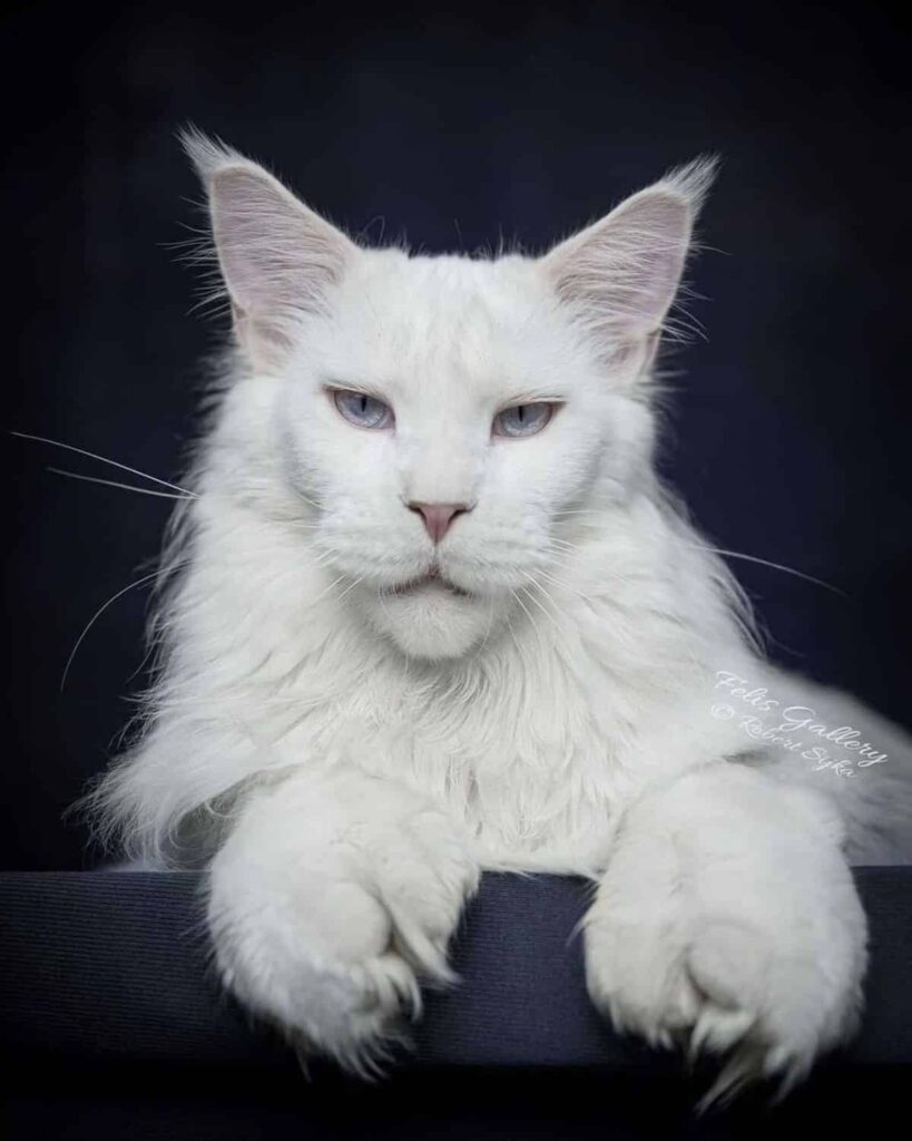 The Majestic Maine Coon