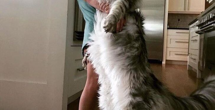 The Majestic Maine Coon2