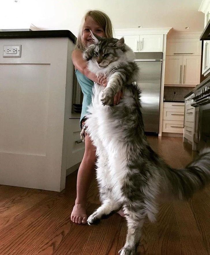 The Majestic Maine Coon2