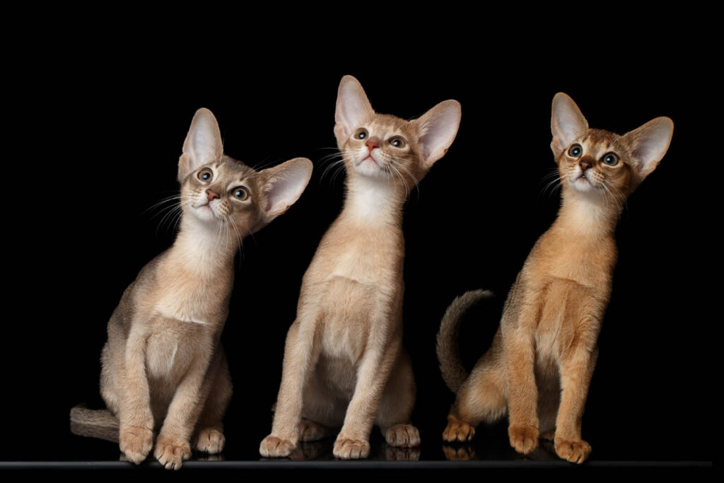 The Playful and Friendly Abyssinian