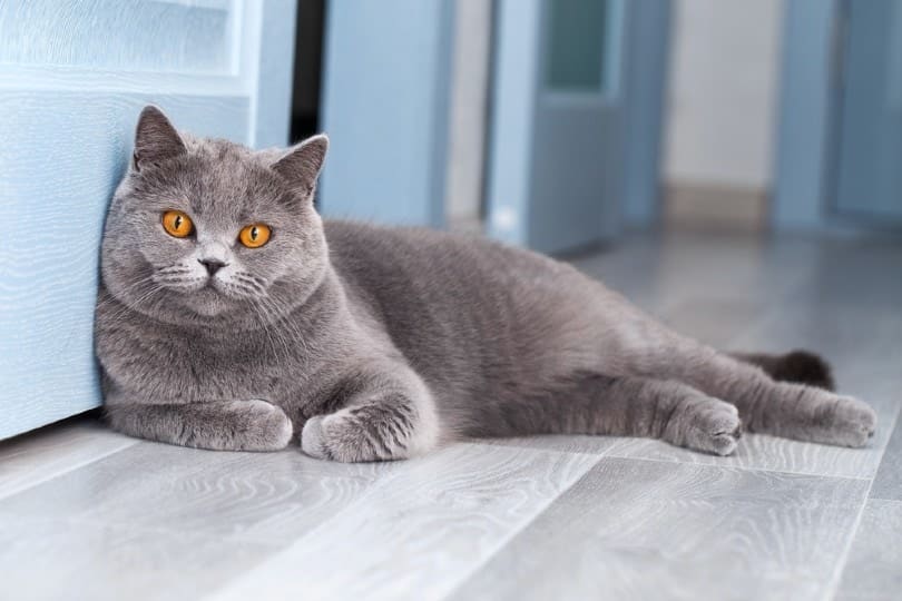 The Quiet and Loving British Shorthair