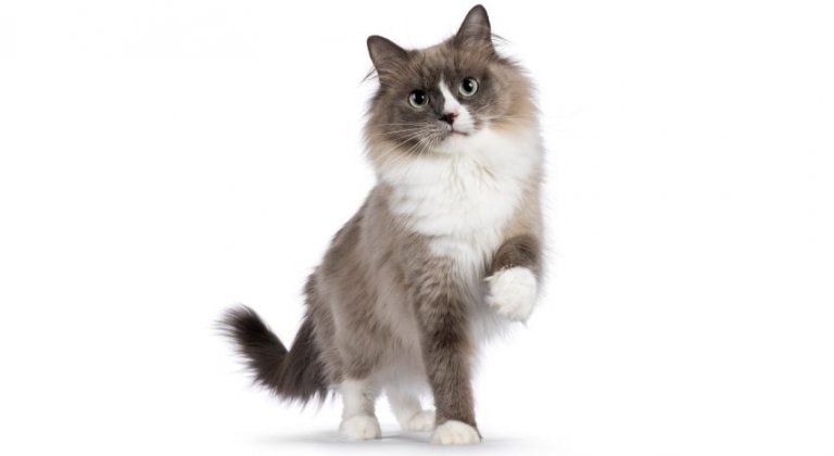 The Ragdoll breed