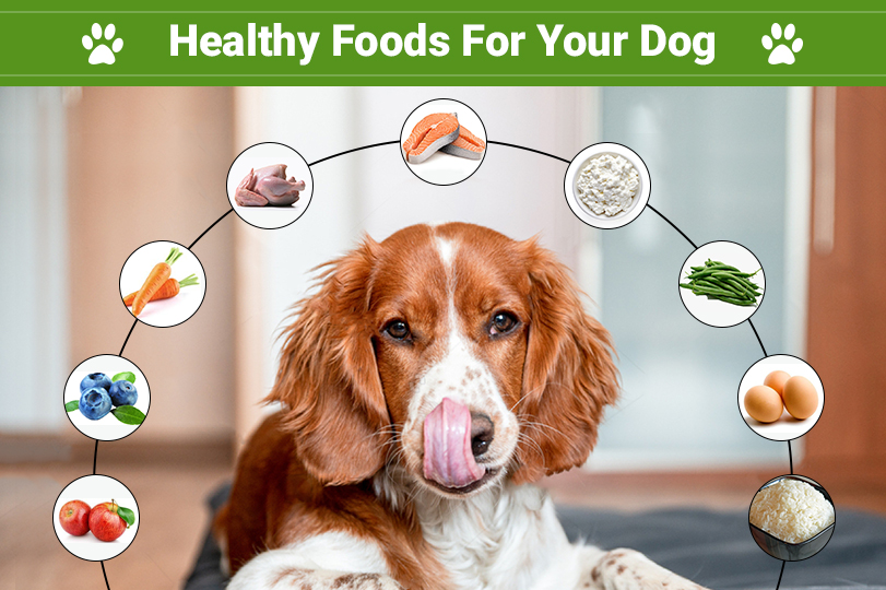 The Role of Vitamins and Minerals in Dog Foods