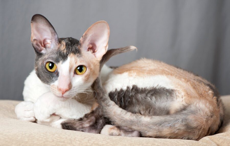 The Sweet and Loyal Cornish Rex