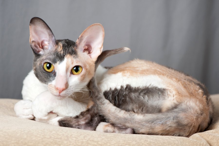 The Sweet and Loyal Cornish Rex