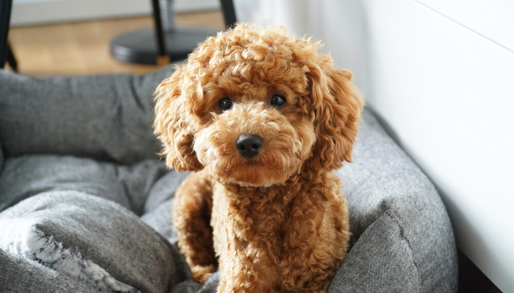 Toy Poodle searchtrusted