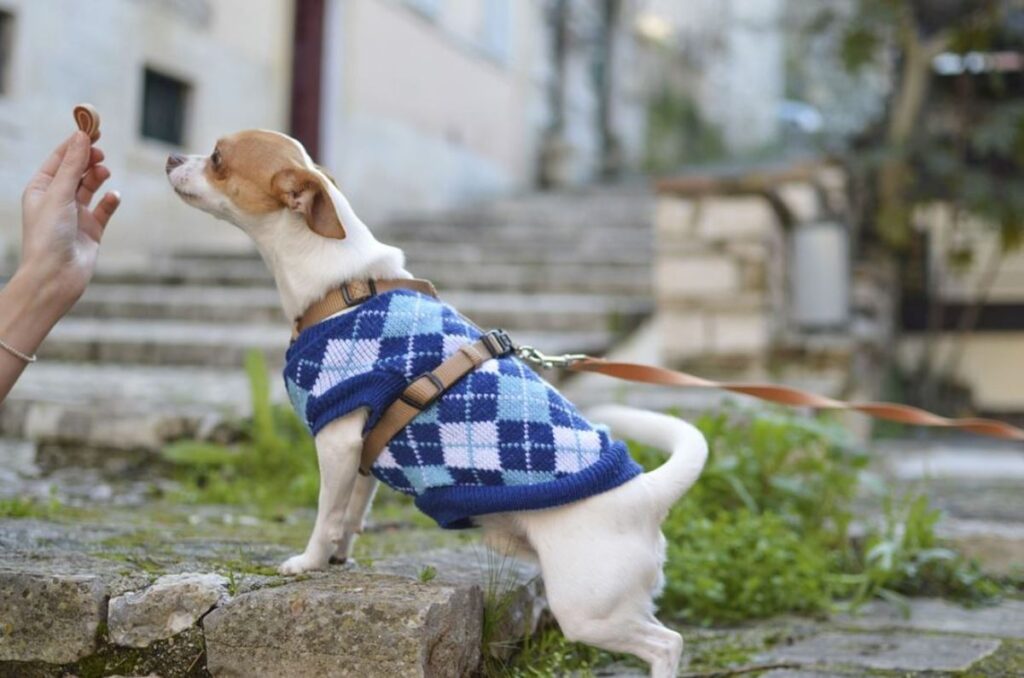 Training Treats for dog training