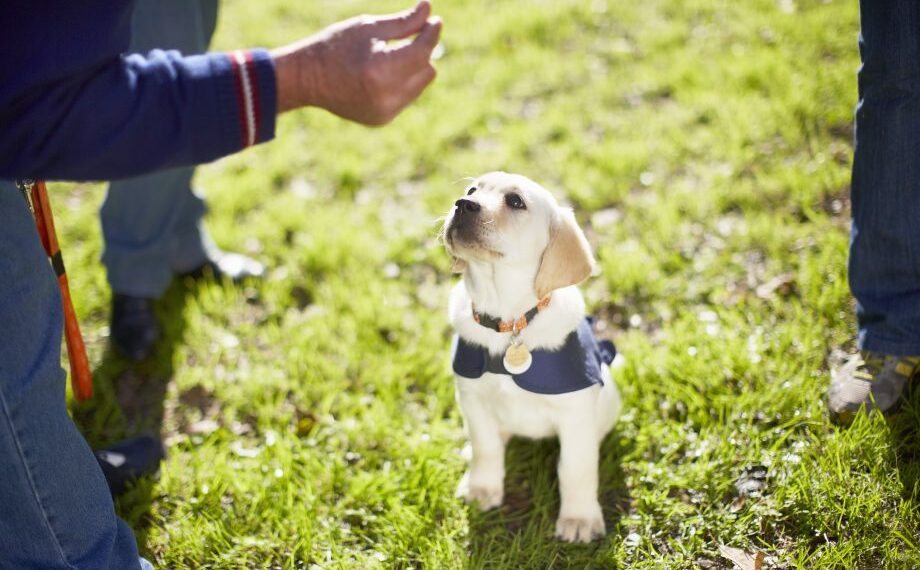 Training Your Puppy to Enjoy Being Held