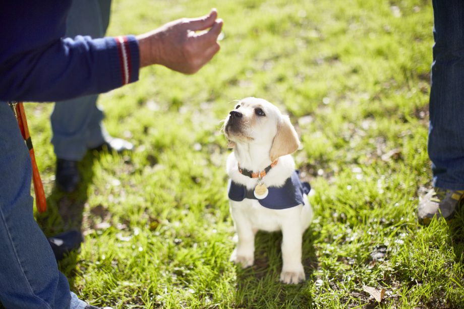 Training Your Puppy to Enjoy Being Held