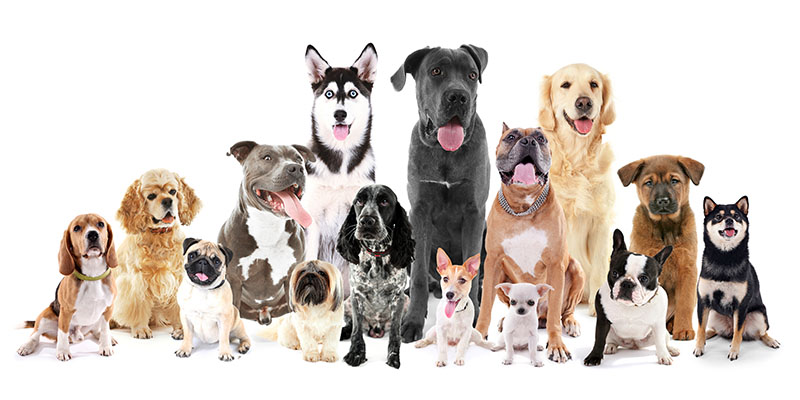 Understanding Breed-Specific Behavior