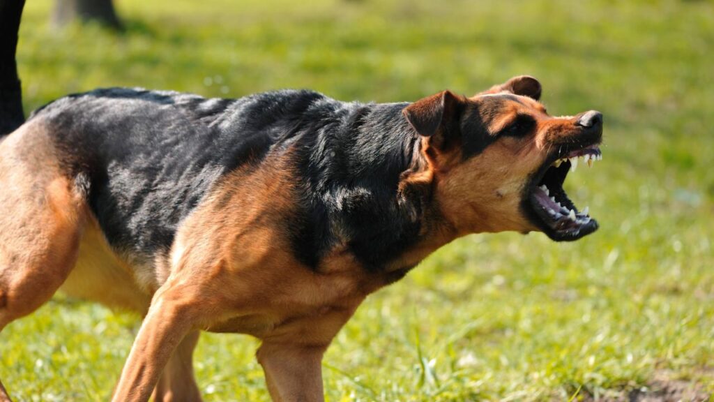 Understanding Dog Aggression