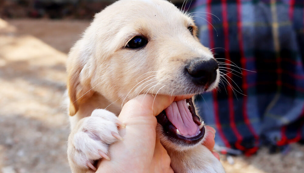 Understanding Puppy Behavior The Basics