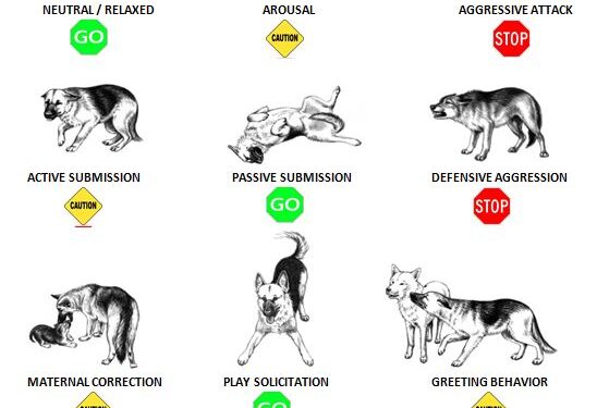 Understanding Your Dog's Behavior