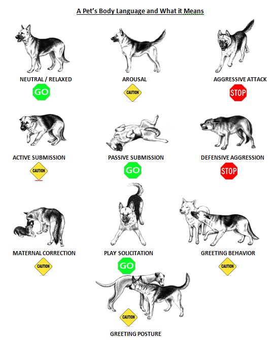 Understanding Your Dog's Behavior