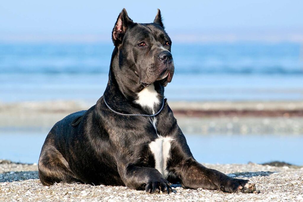 Understanding the Mastiff Breed d