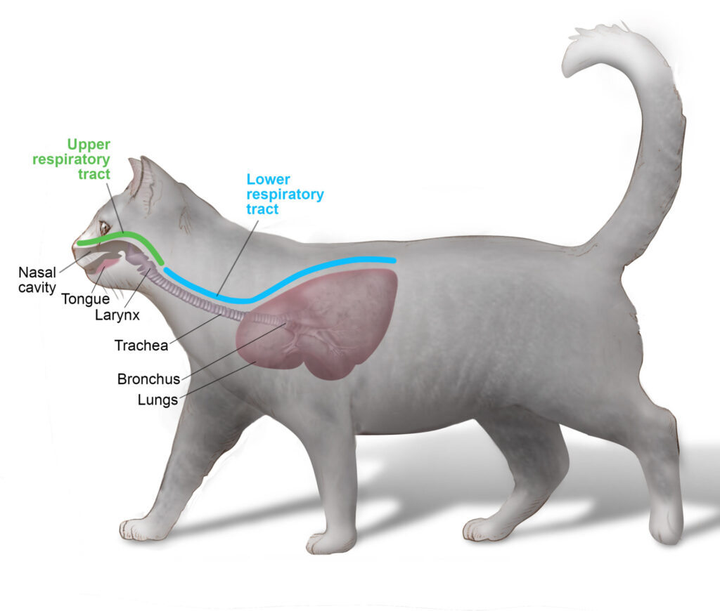 Upper Respiratory Infections