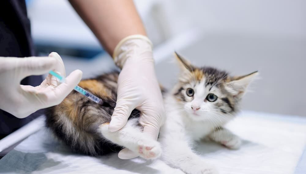 Vaccine Types for Cats1