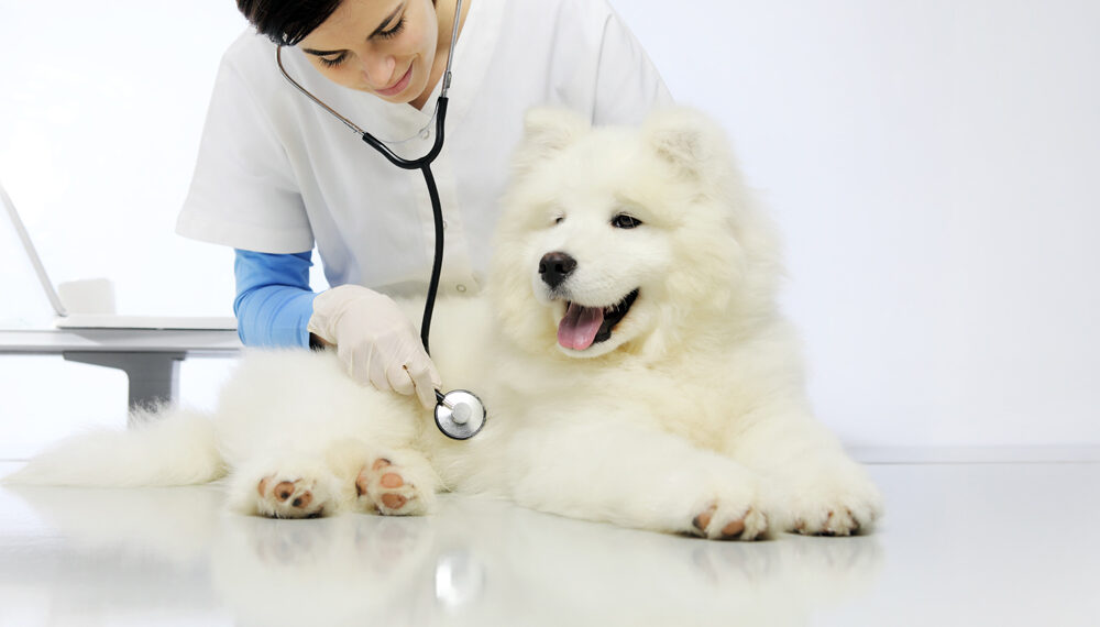 Veterinary Care for dogs 1