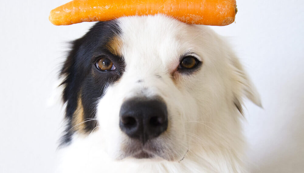 Vitamins and Minerals in Dog Diet