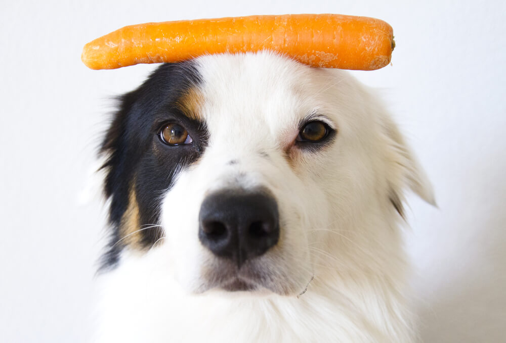 Vitamins and Minerals in Dog Diet