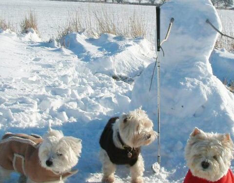 West Highland White Terrier