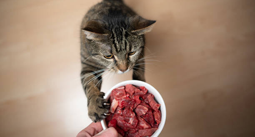 Why Protein is Vital for Cats