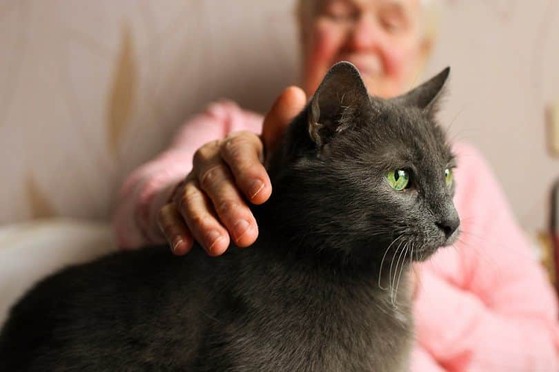 Why Small Cat Breeds are Ideal for Seniors