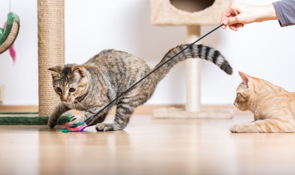 Why Your Cat Needs Toys1