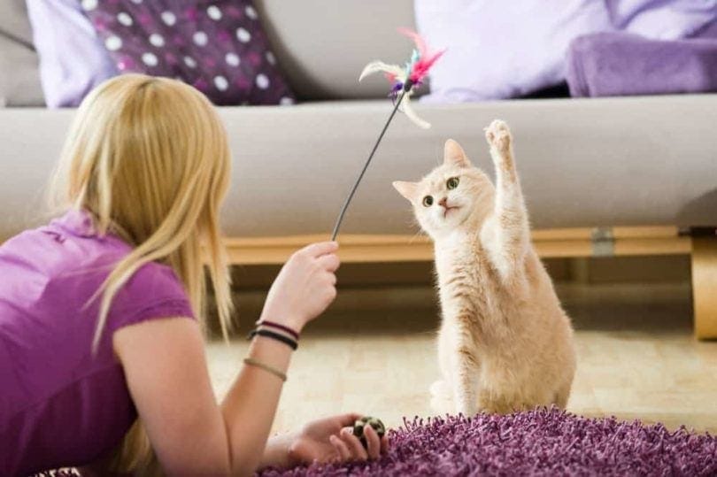 Why Your Cat Needs Toys2